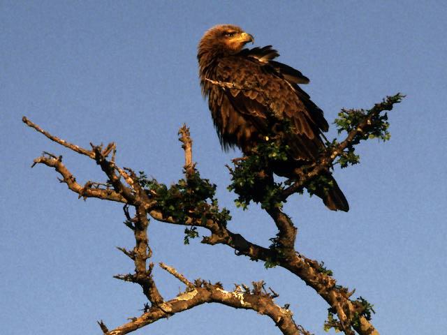 Golden Eagle On Tree.jpg