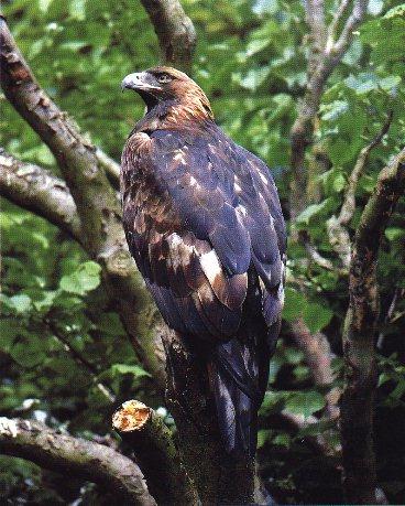 Golden Eagle-On Tree-Rear View.jpg
