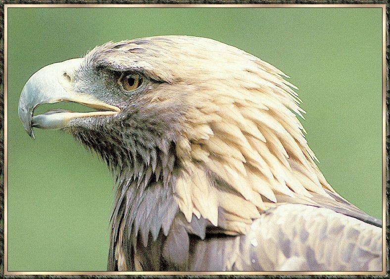 Raptor bb00-Golden Eagle- Head closeup.jpg