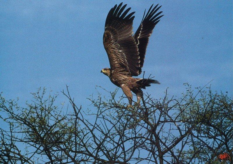 eastern imperial eagle (aquila heliaca).jpg