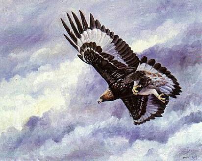 Swedish Bird Painting-Kungsorn1-Golden Eagle-in flight.jpg