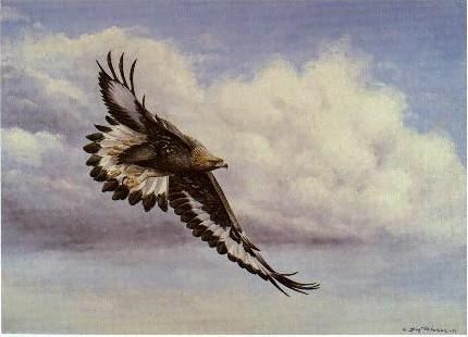 Swedish Bird Painting-Kungsorn2-Golden Eagle-in flight.jpg