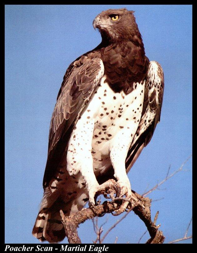 Wb094-Martial Eagle-perching on tree top.jpg