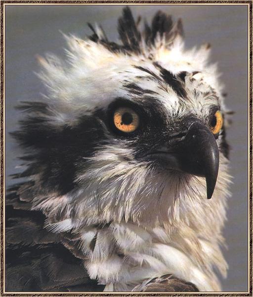 Osprey 04-Bird of prey-Face Closeup.jpg