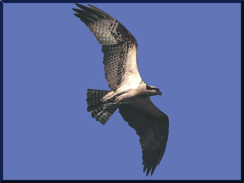 Osprey 05-Bird Of Prey-In Full Flight.jpg