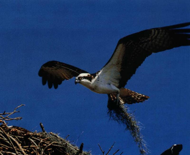 osprey-nesting.jpg