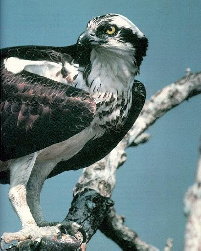 osprey3-perching on branch-looks back-closeup.jpg