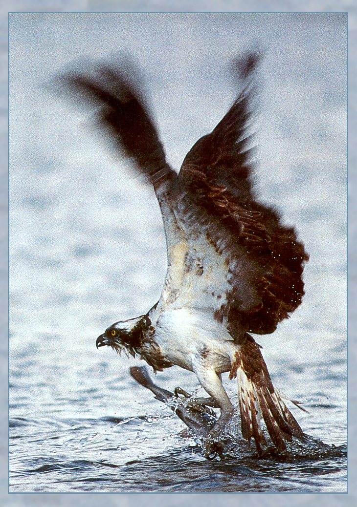Osprey - Pandion haliaetus jt.jpg