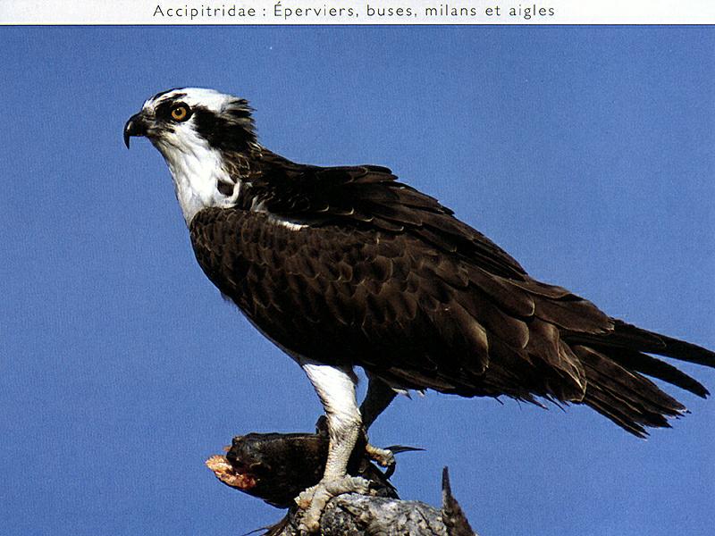 Ds-Oiseau 100-Osprey-after hunting-closeup.jpg