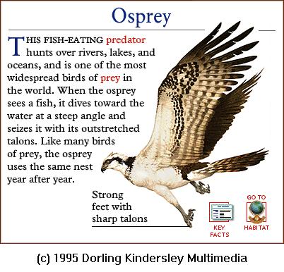 DKMMNature-Bird Of Prey-Osprey.gif