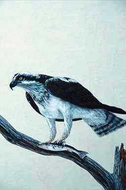 Bird Painting-Osprey-perching on tree.jpg