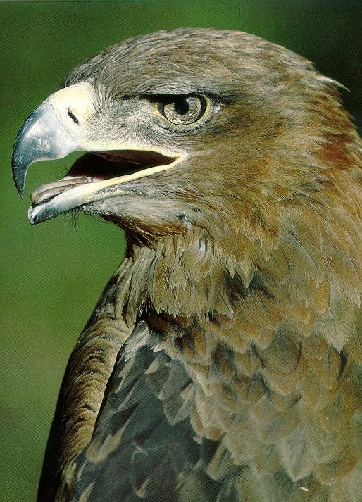 Pardosa birds Tawny eagle 057-face closeup.jpg