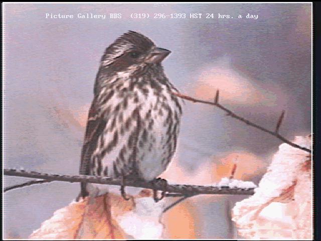 bird149-Finch.jpg