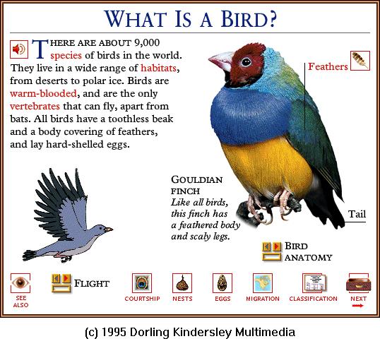 DKMMNature-Bird-Gouldian Finch.gif