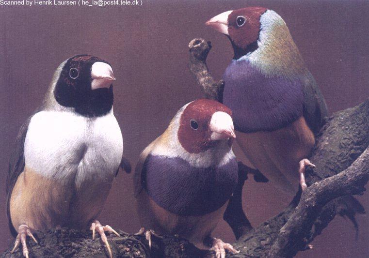 purple-breasted Finch-Gouldian Finches 02.jpg