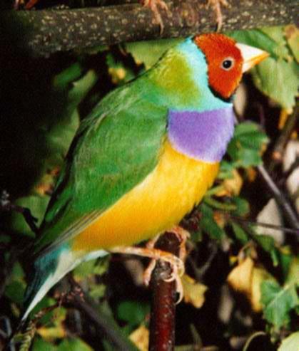 Purple-chested Gouldian Finch On Log.jpg