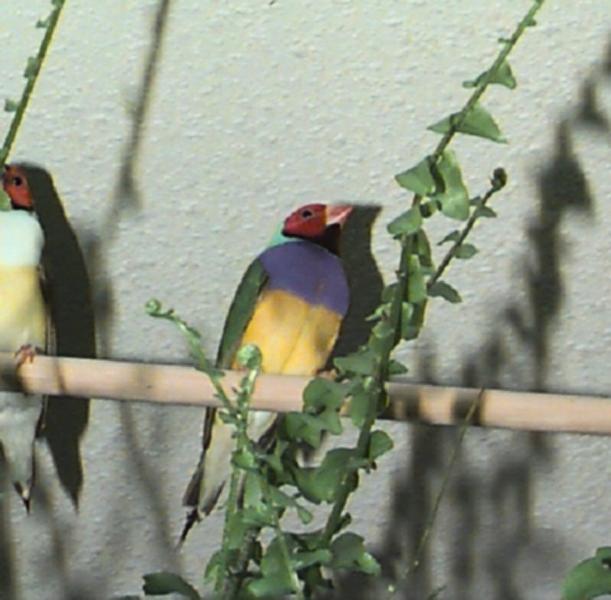 Rocky-Gouldian Finches-On Log.jpg