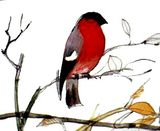 Domherre-Red Bird-Bullfinch on tree-painting.jpg