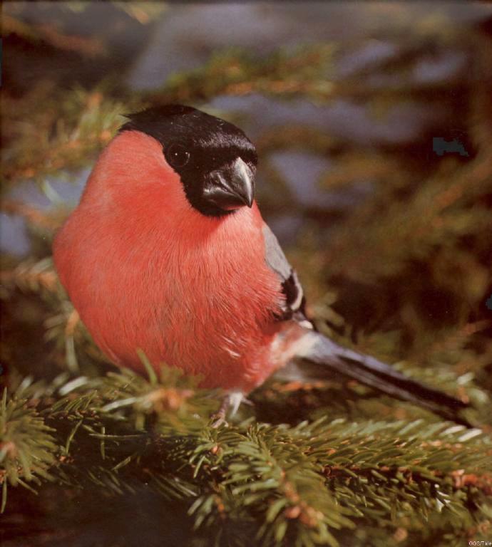 cal1985-European Bullfinch-Dompfaff.jpg