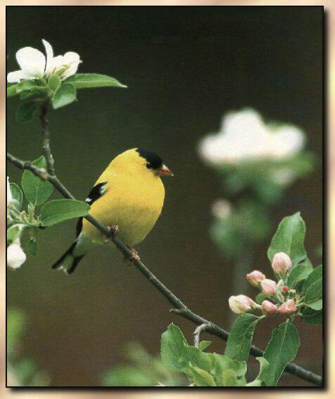 American GoldFinch 06-Perching on bloomed branch.jpg