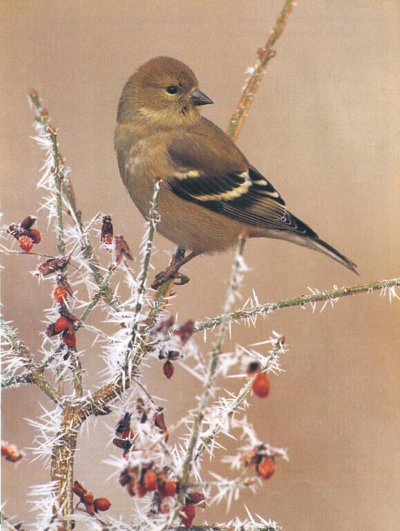 !American goldfinch-Perching on fruited tree.jpg
