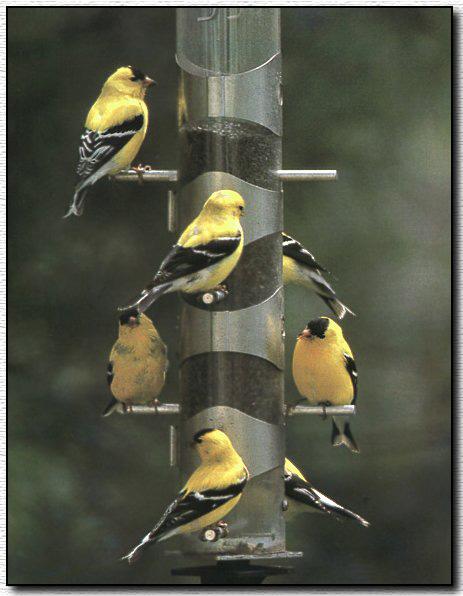 American Goldfinch 02-On Bird Feeder.jpg
