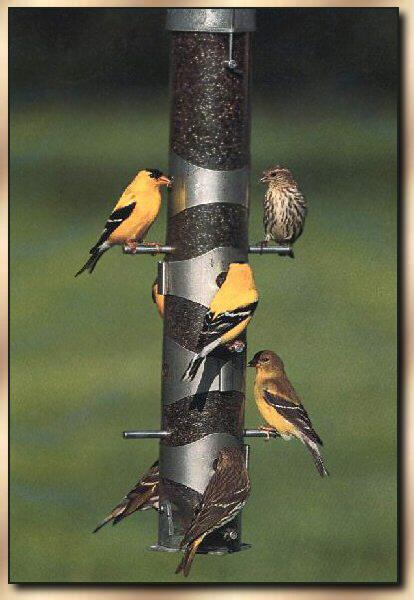 American Goldfinch 04-On Bird Feeder.jpg