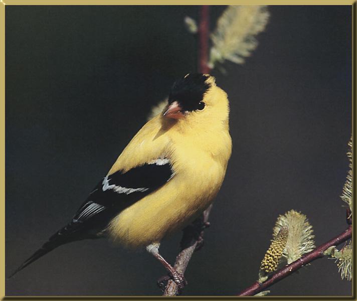 American Goldfinch 11.jpg