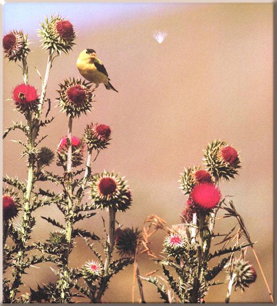 American GoldFinch 19-Perching on flower.JPG