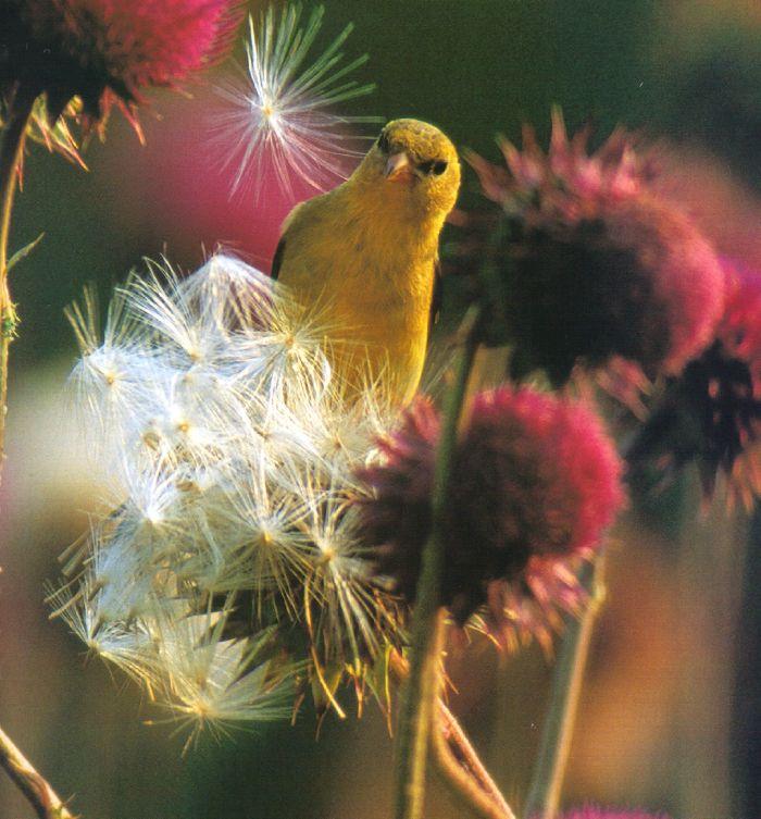 amrican goldfinch.jpg