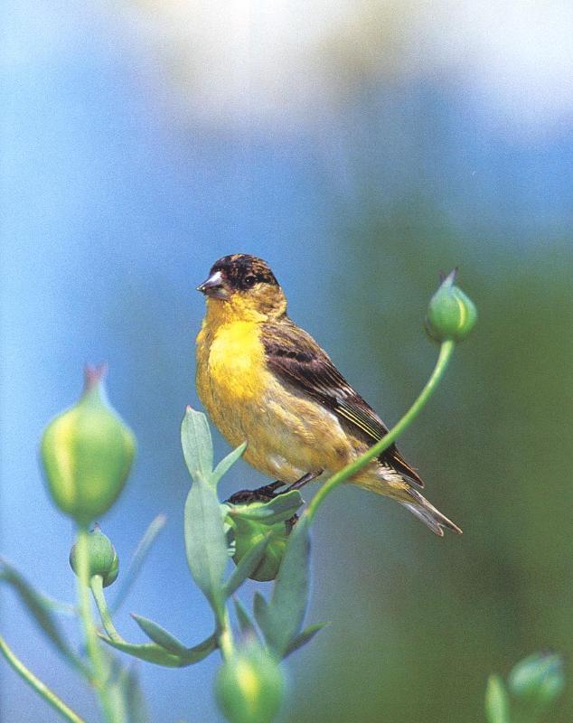 goldfinch on bud.jpg