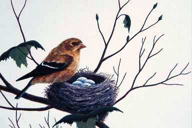 Bird Painting-American Goldfinch 1-guarding eggs on nest.jpg