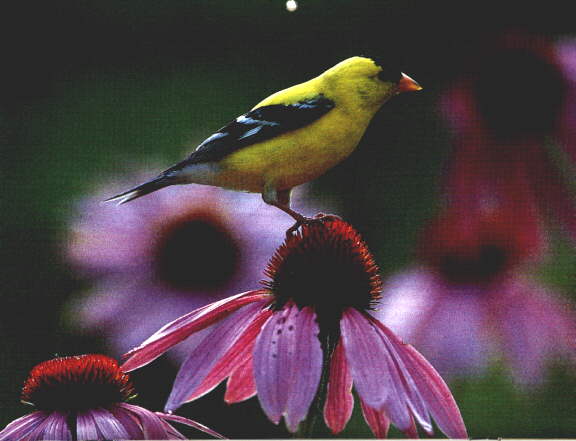 BLTOREO-American goldfinch on flower.jpg