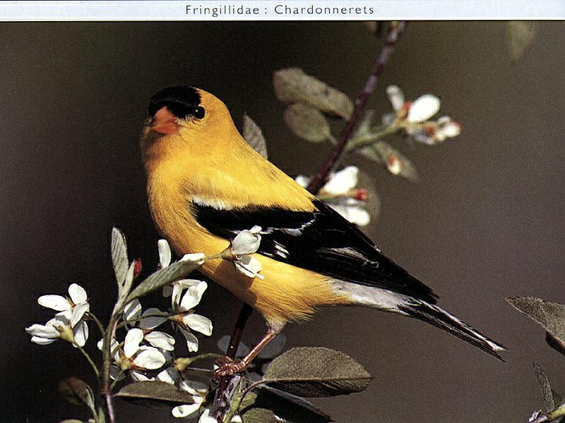 Ds-Oiseau 081-American Goldfinch-on bloomed branch.jpg