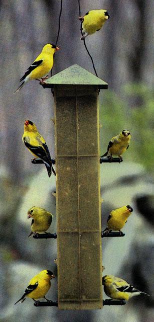 Goldfinches Flock-On Bird Feeder.jpg