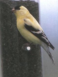 MAMGFNCH-Male-American Goldfinch.jpg