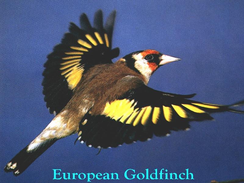 European Goldfinch-In full flight.jpg