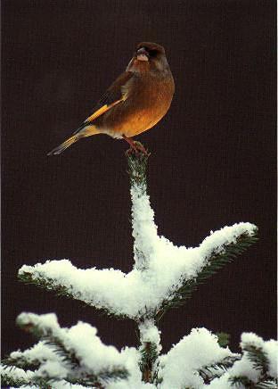 Swedish Bird-Gulfink-European Goldfinch-perching on snow tree.jpg