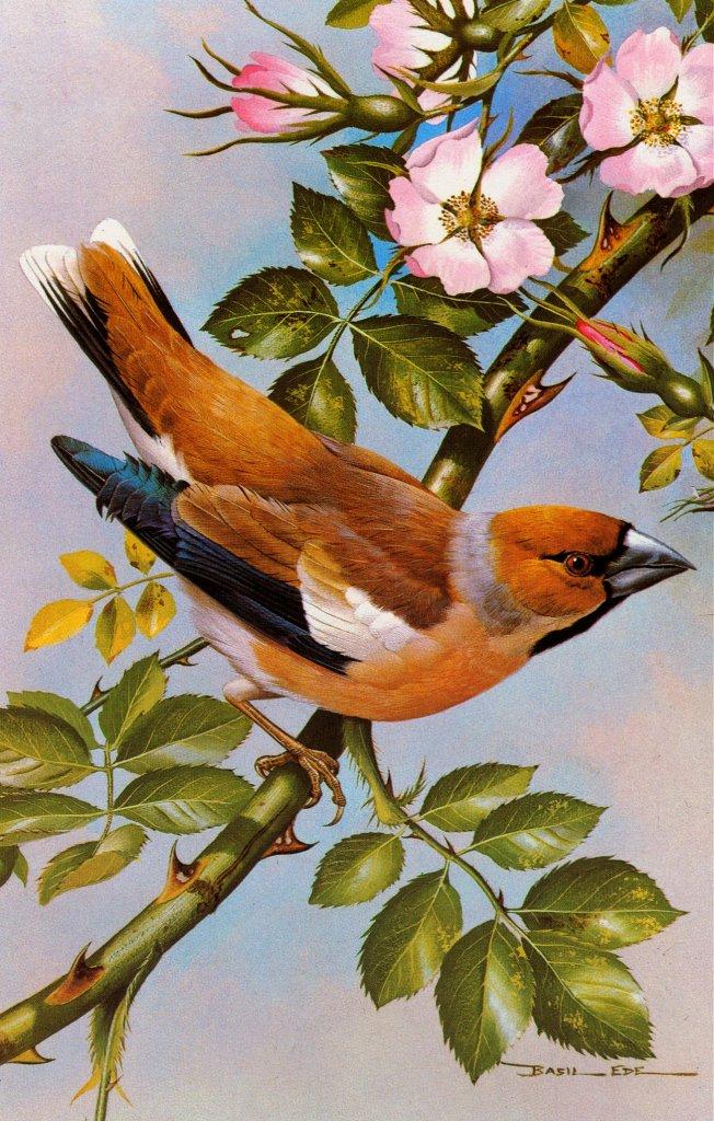 Basil Ede British Birds-HawFinch.jpg