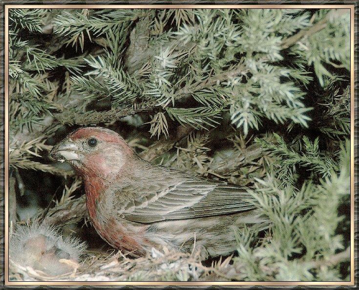Bird bb007-House Finch-mom n chicks on nest.jpg