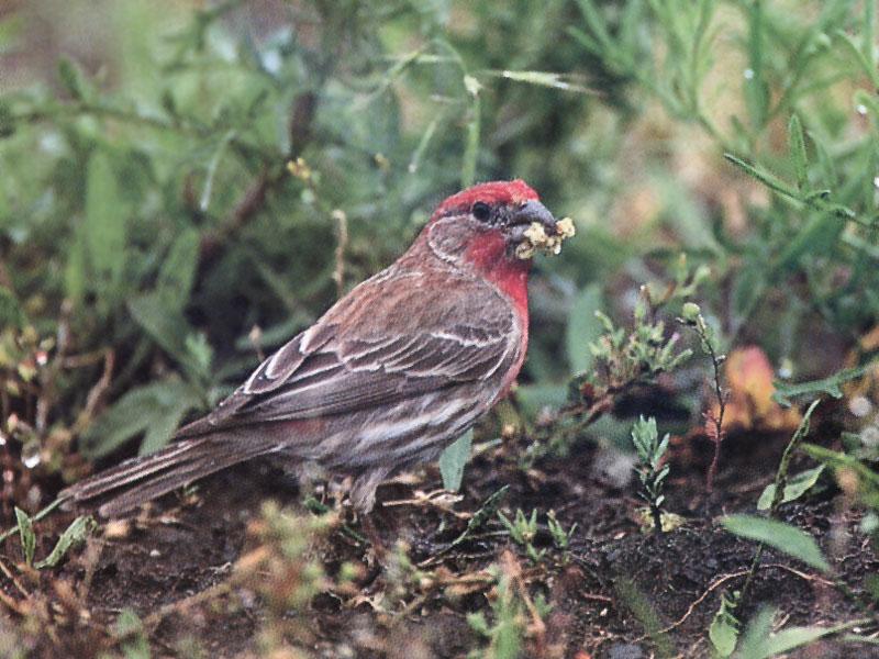 House Finch 12-Foraging on the ground.jpg