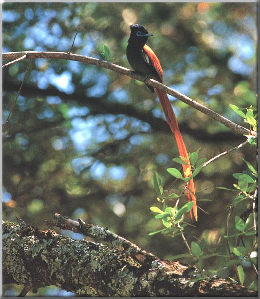 African Paradise Flycatcher 01-Perching on branch.JPG