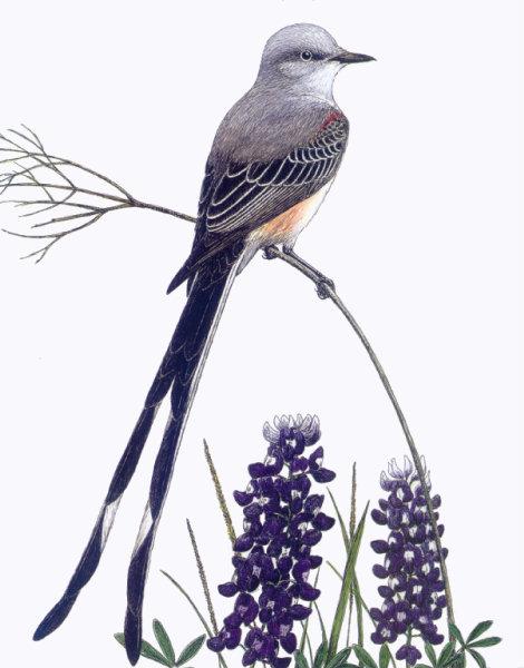 lj Scissor-tailed Flycatcher.jpg