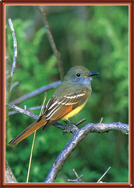 Songbird-Great Crested Flycatcher 01-Sitting-On Branch.jpg
