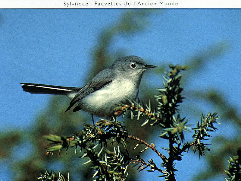 Ds-Oiseau 032-Blue-gray Gnatcatcher-on tree.jpg