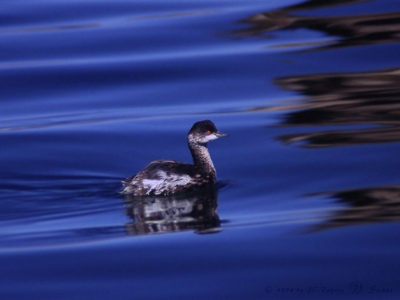 FDuck5-Grebe floating on water-Mono Lake.jpg
