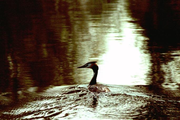 fuut2-Great Crested Grebe-floating on water.jpg