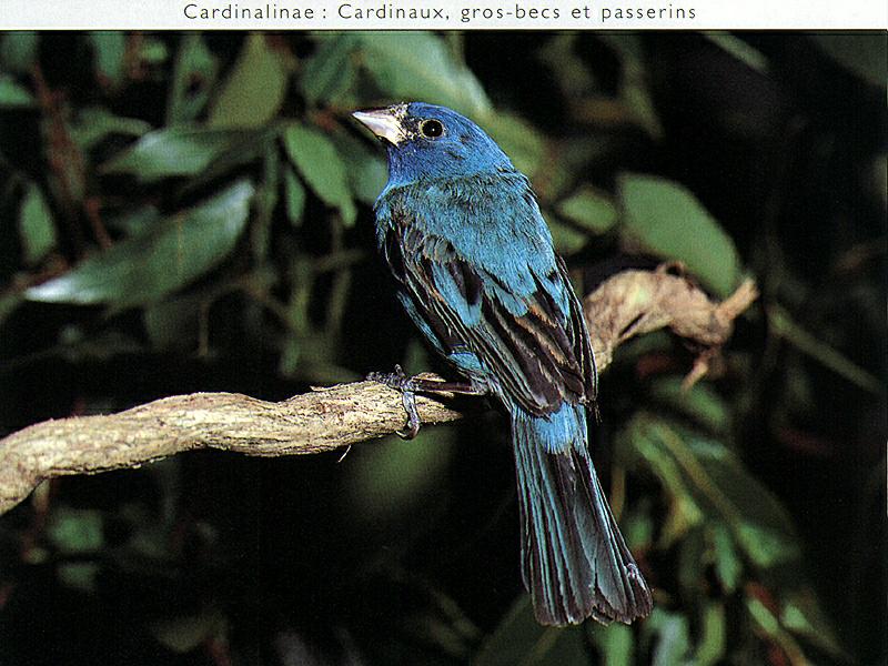 Ds-Oiseau 050-Blue Grosbeak-perching on branch.jpg