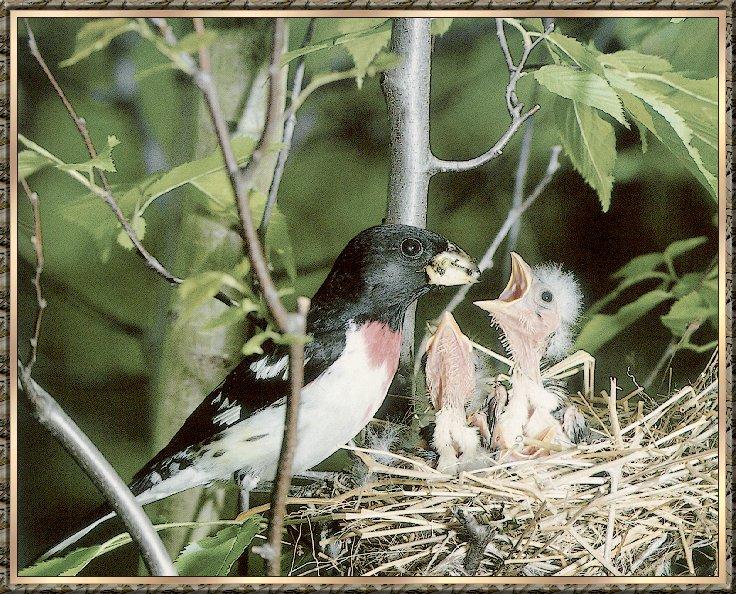 Bird bb005-Rose-breasted Grosbeak male nursing chicks on nest.jpg