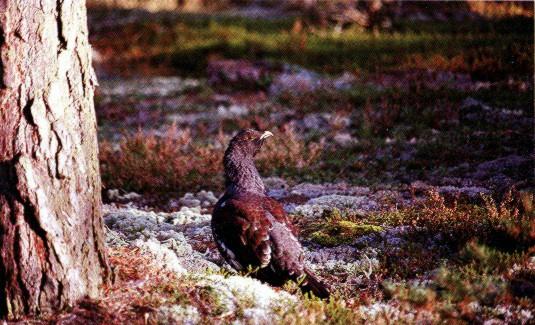 Tjader-Swedish Bird-Capercaillie-by tree.jpg
